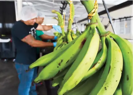  ??  ?? La planta de Viandharin­a producirá, al principio, amarillos y tostones de plátano y también de pana.