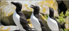  ??  ?? Razorbills on the Saltee Islands.