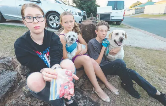  ?? Picture: MIKE BATTERHAM ?? Danika, 14, Tayla, 12, and Jordan Brown, 14, with the poison used to harm their dogs Oscar and Marley.