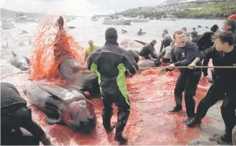  ?? — AFP file photos ?? Fishermen and volunteers pull on the shore pilot whales they killed during a hunt, as blood turned the sea red, in Torshavn, Faroe Islands.