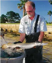  ?? Shannon Tompkins / Houston Chronicle ?? Crews conducting annual autumn gill net sampling in bays along the upper coast after Hurricane Harvey have found unusually large numbers of alligator gar.