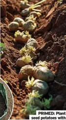  ?? ?? PRIMED: Plant seed potatoes with
tubers facing up