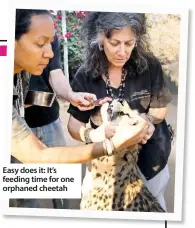  ??  ?? Easy does it: It’s feeding time for one orphaned cheetah