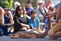  ?? JOHN RENNISON, THE HAMILTON SPECTATOR ?? A reptile show wows the crowd at the Dundas Cactus Festival this year.