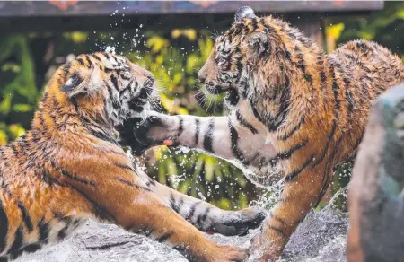  ?? Picture: NIGEL HALLETT ?? Tiger cubs Mya and Melati starting to enjoy the water at Dreamworld’s Tiger Island.