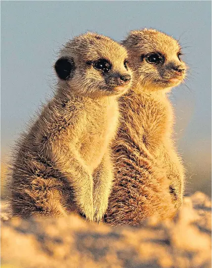  ??  ?? Taller by a whisker… two meerkat pups stand side by side to watch the sunset