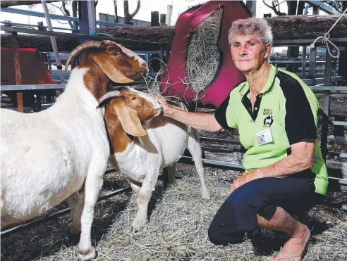  ?? Picture: STEWART McLEAN ?? EMERGING MARKET: Betty Hepple from Rocky Ridge Boer Goat Stud, Mt Garnet, with some of her goats bred for meat and popular with the Nepalese community who would ”eat it every day”.