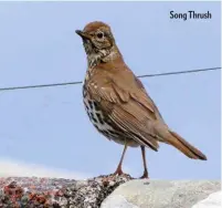  ??  ?? Song Thrush