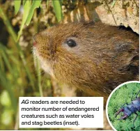  ?? ?? AG readers are needed to monitor number of endangered creatures such as water voles and stag beetles (inset).