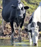  ??  ?? Help at hand: Dairy farmers are being urged to apply for loans from Rural Finance.