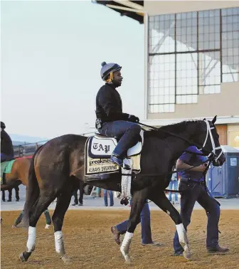  ?? Ap photo ?? WALKING TALL: Kentucky Derby winner Always Dreaming, with exercise rider Nick Bush up, walks past the grandstand at Pimlico Race Course yesterday.