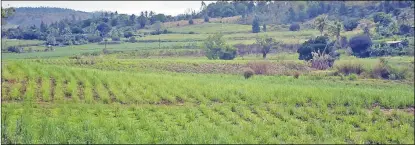  ?? Picture: REINAL CHAND ?? A view of the sugarcane field in Paipai, Vitogo in Lautoka.