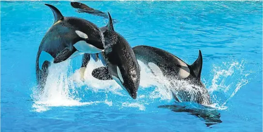  ?? Picture: iStock ?? FREE WILLY If passed, the bill will make it illegal for orcas to be held in captivity in Florida as of July 2018.