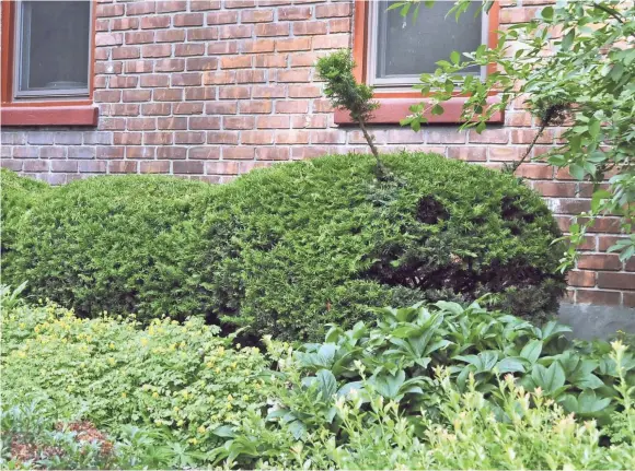  ?? LEE REICH VIA AP ?? With dense, small leaves and readiness to resprout from pruning cuts, yews are easily pruned as a topiary — in this case, as a giant caterpilla­r.