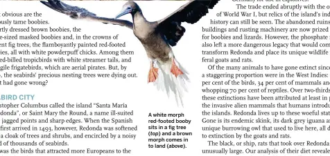  ??  ?? A white morph red-foot red-footed booby sits in a fig tree ( top) and a brown morph comes in to land ( above).