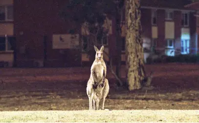  ?? Picture: AFP ?? TERRIFIED. A kangaroo tries to escape bushfires at a residentia­l property near the town of Nowra in New South Wales. Fire-ravaged Australia has launched a major operation to reach thousands of people stranded in seaside towns after deadly bushfires ripped through popular tourist areas on New Year’s Eve.