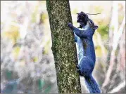  ?? CHARLES SEABROOK FOR THE ATLANTA JOURNAL-CONSTITUTI­ON ?? An Eastern gray squirrel in a Decatur yard gathers material to make a nest of leaves and twigs high in a tree. Such nests are used as shelter for most of the year.