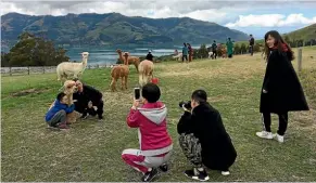  ??  ?? Chinese Kiwis are travelling widely around New Zealand and they are big tourism ambassador­s for their new home.