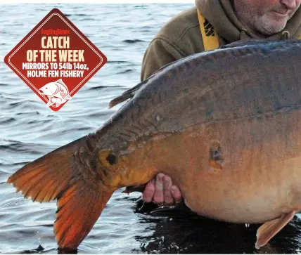  ??  ?? CATCH OF THE WEEK MIRRORS TO 54lb 14oz, HOLME FEN FISHERY