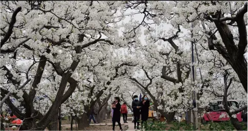  ??  ?? Visitors enjoy blooming pear blossoms in Yangxin County, Shandong Province, on April 8. The county has more than 6,000 hectares of pear trees