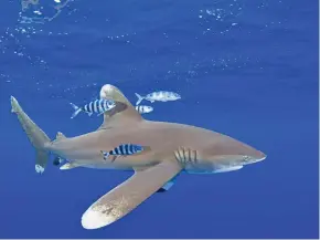  ?? Photo: naturepl.com/Doug Perrine/WWF ?? Oceanic whitetip shark and pilot fish, Central Pacific Ocean.