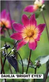  ?? ?? DAHLIA ‘BRIGHT EYES’