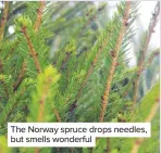  ??  ?? The Norway spruce drops needles, but smells wonderful