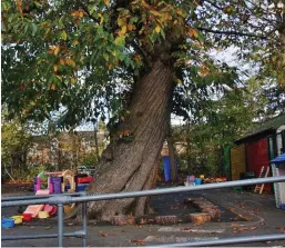  ??  ?? For the chop: The 100-year-old chestnut in the playground