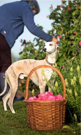  ??  ?? Greyhound Jupiter accompanie­s the women as they gather basketfuls of the blooms.