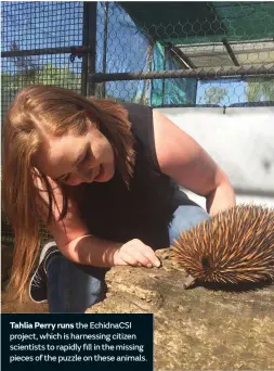  ??  ?? Tahlia Perry runs the EchidnaCSI project, which is harnessing citizen scientists to rapidly fill in the missing pieces of the puzzle on these animals.