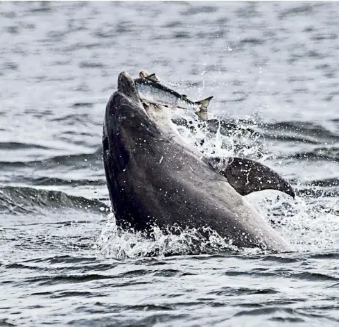  ?? ?? SEA OF PLENTY: A remarkable close-up of a bottlenose dolphin feeding on a fish – see question 23.