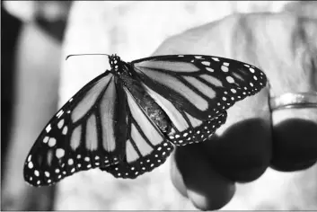  ?? DEVON RAVINE/NORTHWEST FLORIDA DAILY NEWS VIA AP ?? In this 2017 file photo, John Miano of Destin, Fla., holds a monarch butterfly on his fingertip as he waits for the newly tagged insect to take flight during the Panhandle Butterfly House’s Monarch Madness festival in Navarre, Fla.