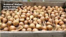  ??  ?? ‘Aristocrat’ shallots drying in a tray over summer