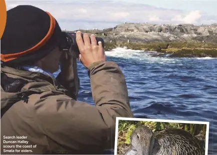  ??  ?? Search leader Duncan Halley scours the coast of Smøla for eiders.