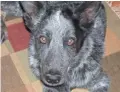  ?? PROVIDED BY PATTI BLACKMORE ?? Robert Fisher’s family dog, Blue, a 2-year-old Queensland Heeler, was adopted by a veterinari­an who cared for him.