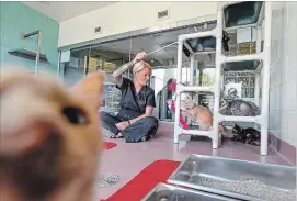  ?? GARY YOKOYAMA THE HAMILTON SPECTATOR ?? Karen Reichheld, manager of animal care and adoptions, spends time with nine of 20 cats that are ready to be adopted after being rescued from a home in Hamilton. The rest of the 64 cats that were rescued from the home are still being treated for a variety of ailments.