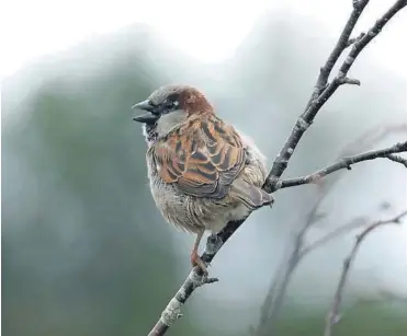  ?? FOTO: ODDVAR HEGGØY ?? GLEDESSPRE­DER: Gråspurv er, sammen med flere andre fuglearter, en fast gjest på «fugleresta­urantene» i naernature­n.