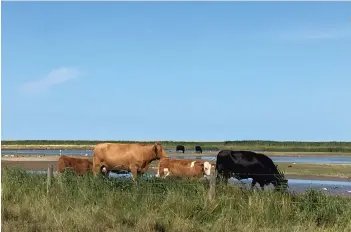  ?? ?? Cattle grazing on the coastal path between Blakeney and Cley, Norfolk