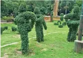  ??  ?? Topiary Garden ( plants in different shapes) at Lalbagh Botanical Garden