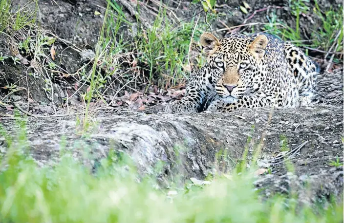  ??  ?? HELLO KITTY: A young leopard lies in the shade of a tree just off the road