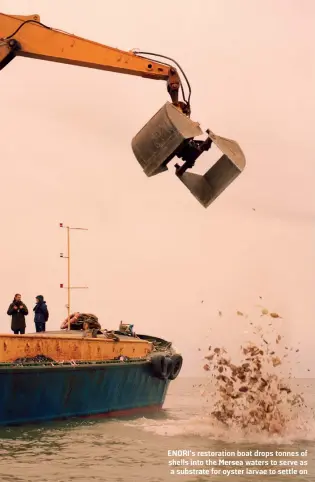  ??  ?? ENORI’s restoratio­n boat drops tonnes of shells into the Mersea waters to serve as a substrate for oyster larvae to settle on