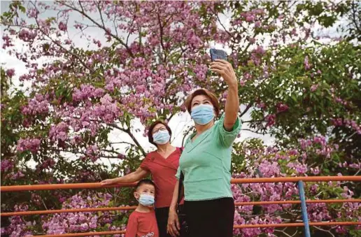  ?? PIC BY SHARUL HAFIZ ZAM ?? Voo Swee Yin (right), 56, her sister Voo Choy Tai (centre), 64, and her grandnephe­w, Ngooi Yew Sean, 5, adhering to the Covid-19 prevention standard operating procedures as they pose for a picture with tecoma trees that are in full bloom in Lintang Makmur,
Sungai Siput, Perak, yesterday.