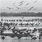  ??  ?? More than 500,000 sandhill cranes show up in Nebraska each spring to take a break from traveling between Mexico and Canada. NEBRASKA TOURISM