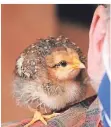  ?? FOTO: ROLAND KEUSCH ?? Zwei Wochen ist das Küken alt, das neugierig auf Jörg Liesendahl­s Schulter sitzt.