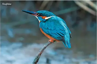  ??  ?? Kingfisher