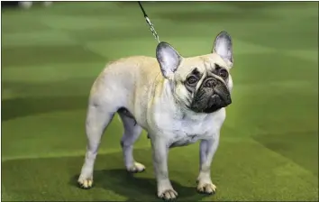  ?? SETH WENIG — THE ASSOCIATED PRESS FILE ?? A French bulldog competes at the Westminste­r Kennel Club show in New York.