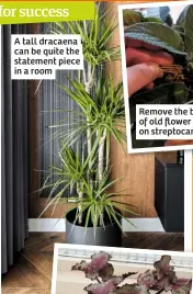  ??  ?? A tall dracaena can be quite the statement piece in a room