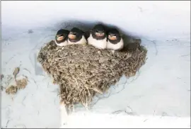  ?? ?? Is there anything cuter than young barn swallows poking their heads from their mud home? Not everyone is happy to have them living on the sides of their homes, making messes, but the birds enjoy special protection­s in California.