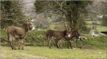  ??  ?? These three donkeys were rescued together.