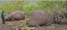  ??  ?? A man stands near dead wild elephants, suspected to have been killed by lightning, on a hillside in Nagaon district of Assam state, yesterday.